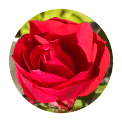 RED ROSE STICKERS