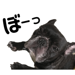 frenchbulldog nico&bull