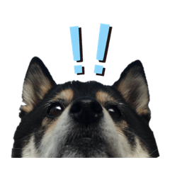 Kuro-Shiba Hana Shibainu