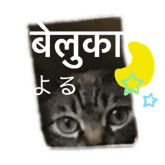猫とネパール語4
