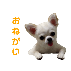 ChihuahuanoMikuri 2