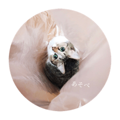 akari_20190530194545