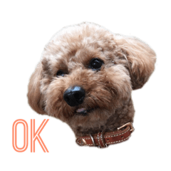 dogdog_20190530225118