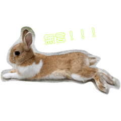 萌萌兔可可