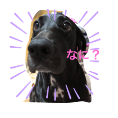 piyo_20190530213038