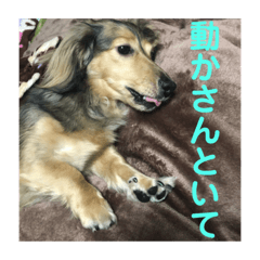 Japanese dachshund Tubaki