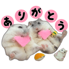 hamster Ranmaru & Totomaru