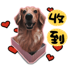 dachshund GaGa -11