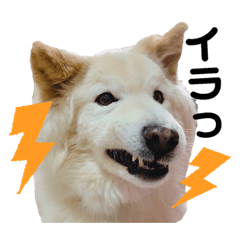 melon_20190528214803