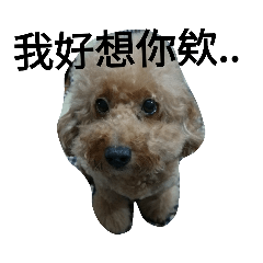 旺旺貓貓
