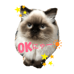 ヒマラヤン猫みーちゃんスタンプ
