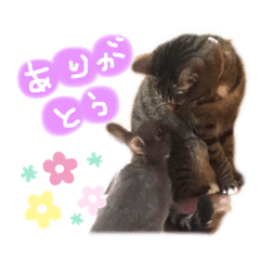 akari_20190601140035
