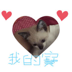 熊熊看到它