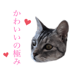 Our big cat Sock