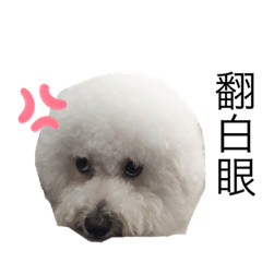 家有呆萌比熊❤️紅貴賓