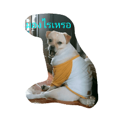 dog_20190602141522