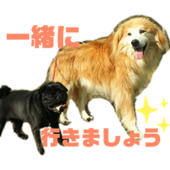 ビンゴ&パゴのお家スタンプ