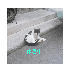 可愛黑白貓