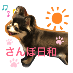 Hachi wawa