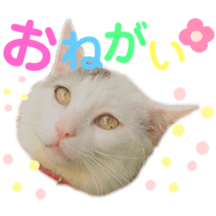 野良猫たまお-その3