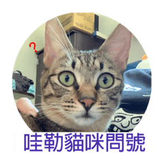 口愛米血貓