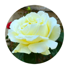 WHITE ROSE STICKERS