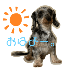 dog_20190601115247