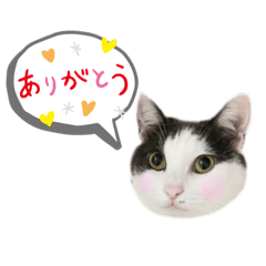 ネコスタ・ハチワレ猫バージョン2