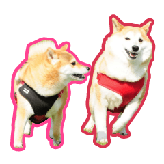 Shiba inu Sumire and Kaede