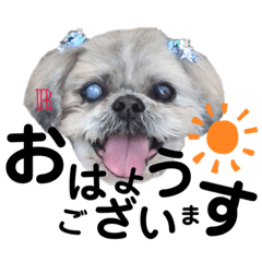 Three brothers.Shih Tzu