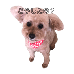 hello_moka!