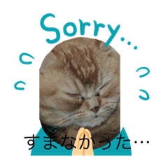 ねこふわり