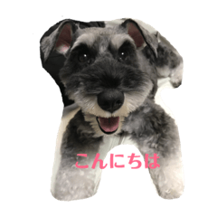 cocoa_20190602003106
