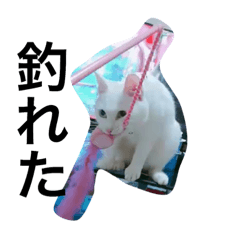 猫のそらちゃん