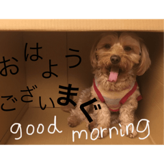piyo_20190602174230