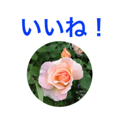 Flowers stamp 2019