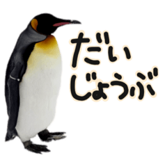 水族館ペンギン
