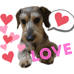 tomomi_dog.soran-Ver.1