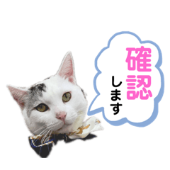 野良猫たまお-その5