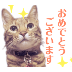 rororo_catstamp