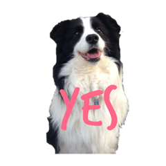 dog ruriya