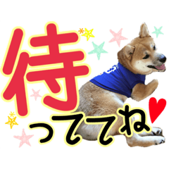kotsu_mimi