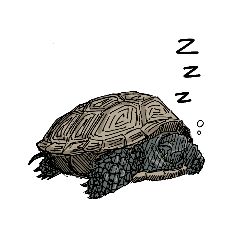 かわいいカメさん Line スタンプ Line Store かわいいカメさん Line スタンプ Line Store