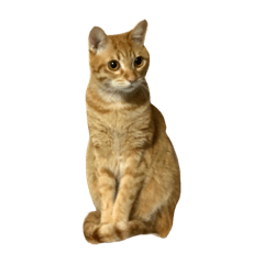 mochi_20190602170035