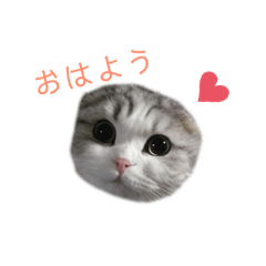 tanuki_20190602192904