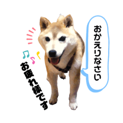 COOLな柴犬 ミッキー♀