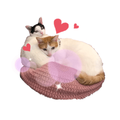 Cat's Max and Yuki-chan