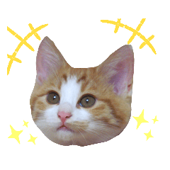 Three brothers cat's sticker
