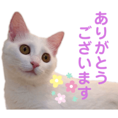 【実写】白猫のハク☆マツコファミリー2