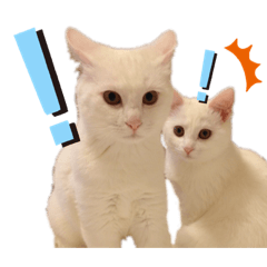 【実写】白猫のハク☆マツコファミリー